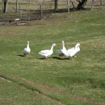 04Apr27_2014Lynn 087